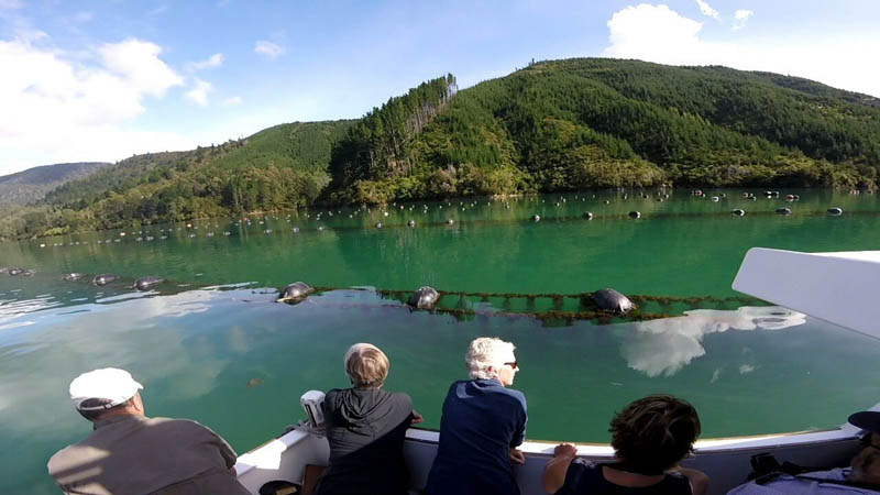 Join the Pelorus Mail Boat on its weekend Delivery Cruise and discover the beautiful Kenepuru Sound.